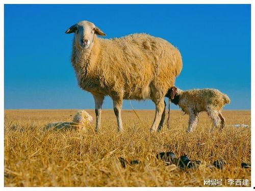 羊了個羊最新爆料,揭秘游戲背后的秘密與未來走向