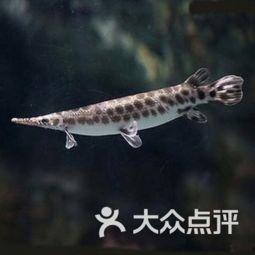 鱷雀鱔最新爆料圖片視頻,最新圖片視頻揭秘神秘生物