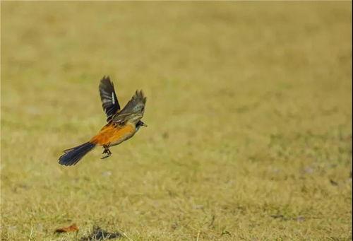 烏鴉最新爆料張大炮,張大炮最新動態揭秘